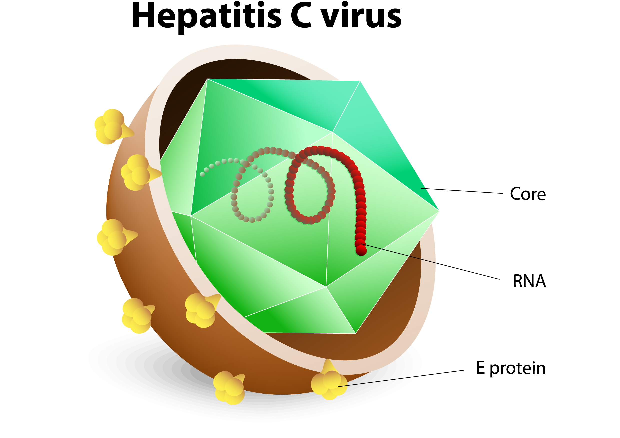 Hepatitis C Virus